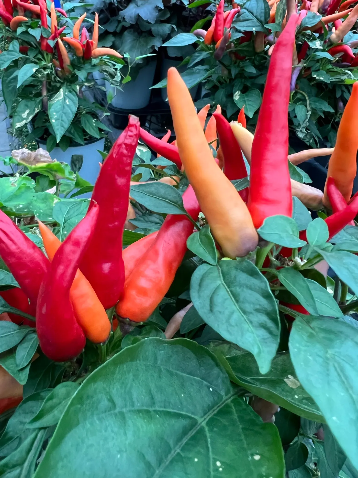Chili plant