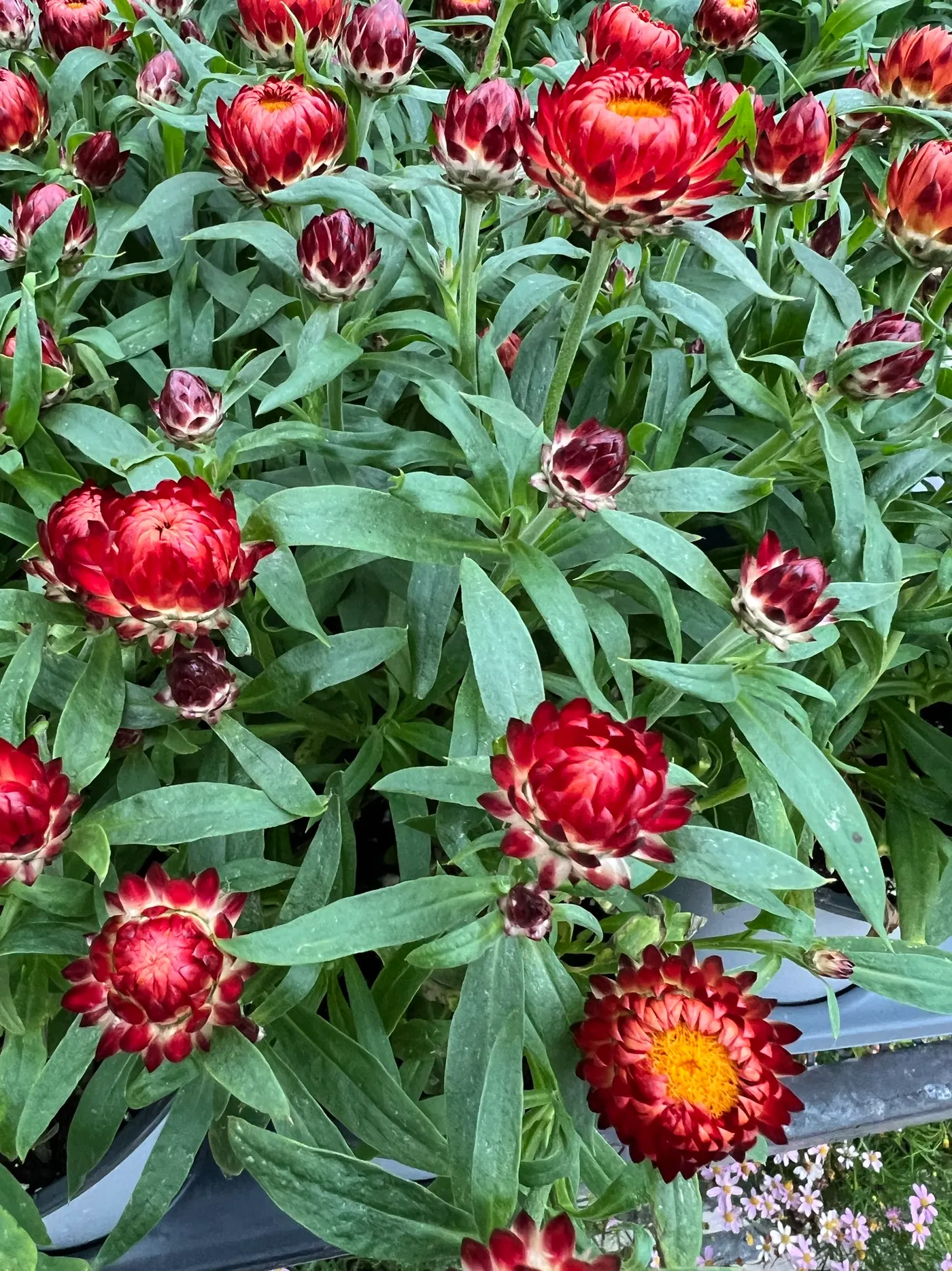 Strawflowers