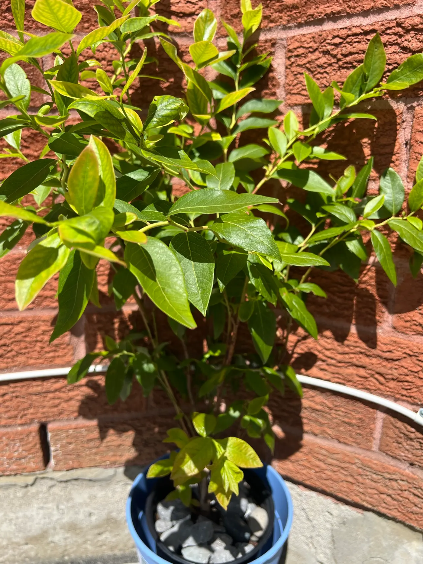 Blueberry plant